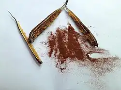 Seeds of Vanda tessellata