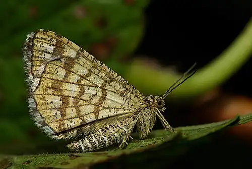 Underside, at night