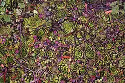 Sempervivum as a lawn