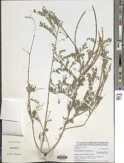 Specimen collected in the Pendjari National Park in Benin.