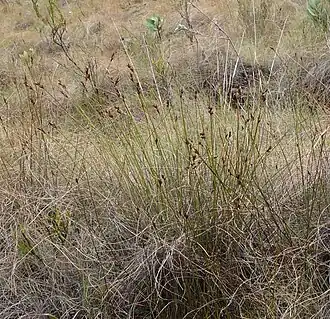 Habitat of S. galpinii