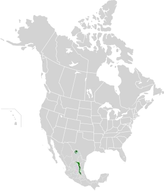 Map showing natural range of Quercus delgadoana