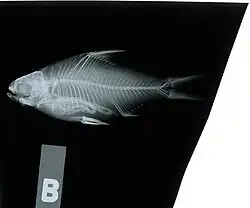 Sikukia stejnegeri Smith