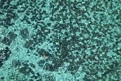 A part of the Giant Clam Nursery in Silaki Island, viewed from above
