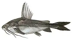 Many catfish can lock their dorsal fin spines erect and secrete venom to discourage predators.