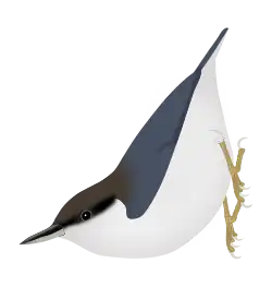 Pygmy nuthatch (S. pygmaea)