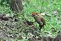 male feeding on termites at Nagarhole National Park in Karnataka