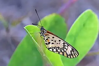 Female A. s. serena Gambia