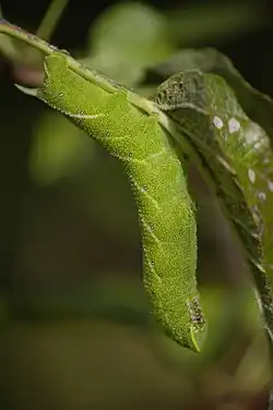 The caterpillar larva of the eyed hawkmoth, Smerinthus ocellatus, is reverse countershaded, making it appear flat when upside-down in feeding position.
