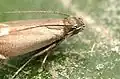 Smooth-scaled head of moth Glyphipterix simpliciella (family Glyphipterigidae)