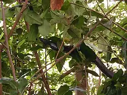 Black racers are excellent climbers.