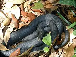 Like most cold-blooded creatures, the black racer relies on sun and shade to regulate its temperature.