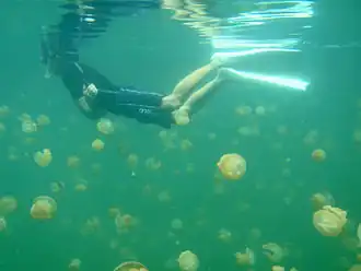 A golden jellyfish bloom in Jellyfish Lake, Palau