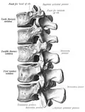 Lower thoracic and upper lumbar vertebrae seen from the side