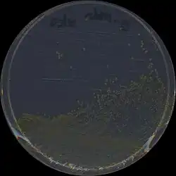 Colonies of the gram negative bacterium Sphingobium chlorophenolicum L1