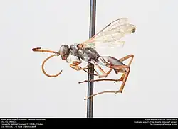 A. euphorbiae (male)