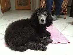 Young Silver Standard Poodle in the earliest stages of graying out