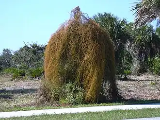 C. filiformis covering a tree, Caspersen Beach, west Florida