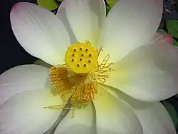 Lotus (Nelumbo)