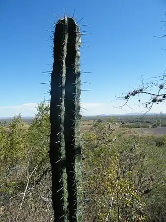 Habitat near Villa Juarez, San Luis Potosi