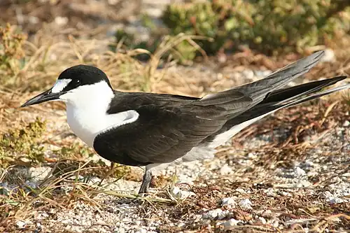 O. f. oahuensis on Tern Island, French Frigate Shoals, Hawaii