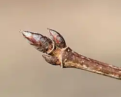 Sugar Maple terminal bud