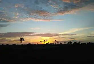 Sunrise view at Madipakkam village, with palm trees silhouetted against the morning sky.
