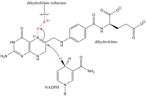 example of synergistic catalysis in biology