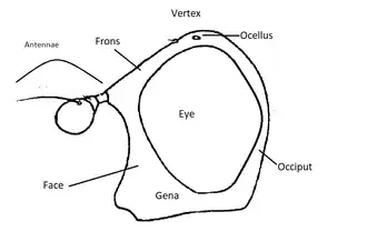profile syrphid head
