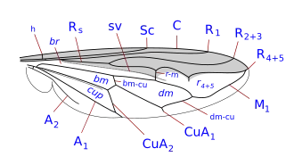 Ceriana wing veins