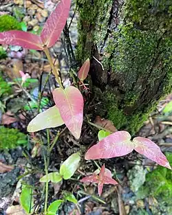 New leaves emerging from base of trunk (Guam)