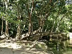 Tree beside Freshwater Creek in Cairns
