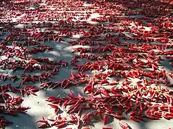 Szeged peppers set out to dry