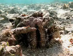 Tripneustes gratilla covering itself with rocks (Réunion island).