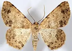 Stergamataea inornata