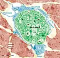 Figure 18. Rat jejunum muscularis mucosa. The photo is a colour-enhanced digital micrograph of a black and white transmission electron microscopy image. A blue telopode of 14.2 μm in the section plane is illustrated around a nerve ending (green) between smooth muscle cells (brown).