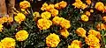 Tagetes flower heads