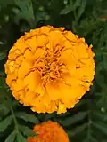 Tagetes erecta flower head