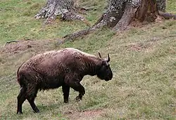 A takin going up hill in the preserve