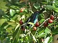 A metallic-green tanager eating fruit.