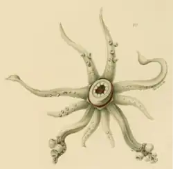 idem, limbs. The pair of tentacles possess large suckers on their tips