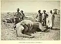 Dead elephants