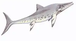 Drawing of a large dolphin-like gray marine reptile, side view