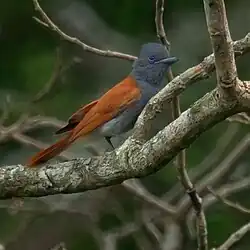 African paradise flycatcher