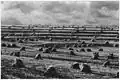 Terraced hay fields in the Upper Mississippi River basin during the 1930s.