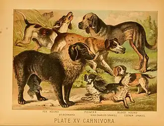 Image 55An 1897 illustration showing a range of European dog breeds (from Dog breed)