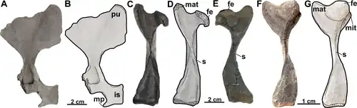 Left pubis and ischium (A-B). Right femur (C–D). Left femur (E). Right femur (F–G).