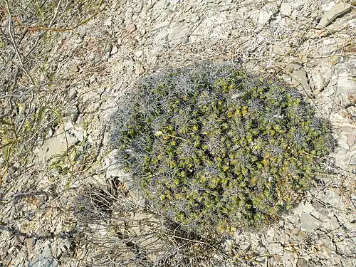 Habitat in Pena Blanca, Queretaro