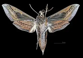 Female, ventral view