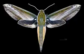 Theretra nessus, a likely pollinator of Vanda falcata